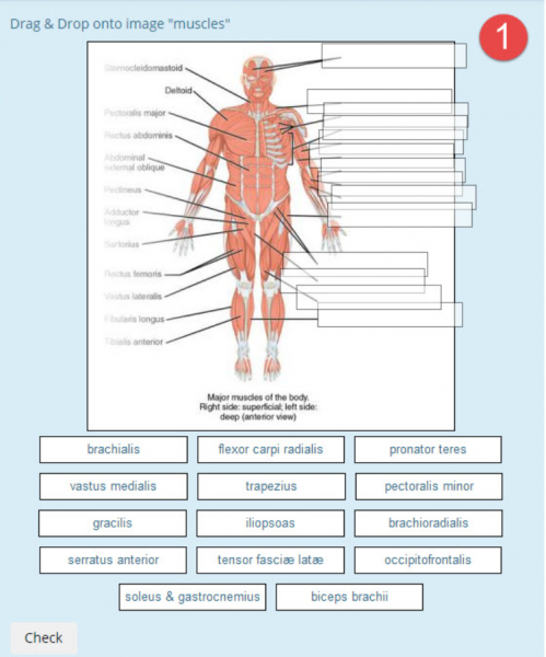 ファイル:DDinto image anatomy muscles example1.png