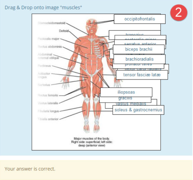 File:DDinto image anatomy muscles example2.png