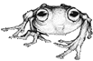 File:Frog.gif