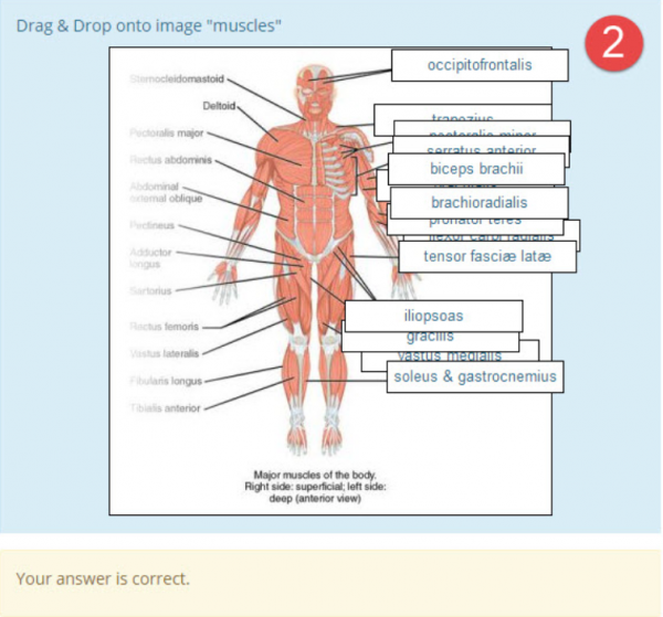 DDinto image anatomy muscles example2.png
