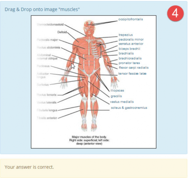 ファイル:DDinto image anatomy muscles example4.png