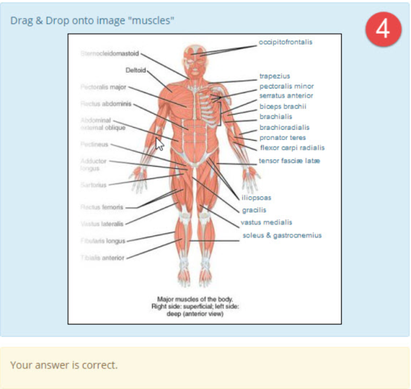 DDinto image anatomy muscles example4.png